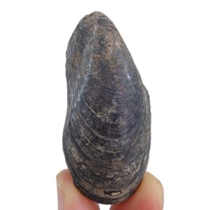 Modiolus bipartitus