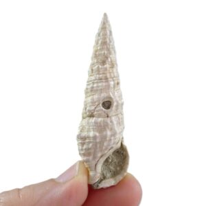 Cerithium (Thericium) vulgatum