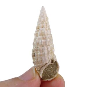 Cerithium (Thericium) vulgatum