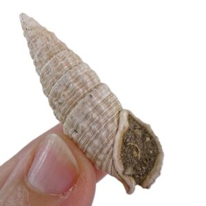 Cerithium (Thericium) vulgatum
