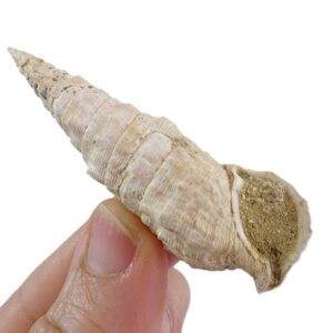 Cerithium (Thericium) vulgatum