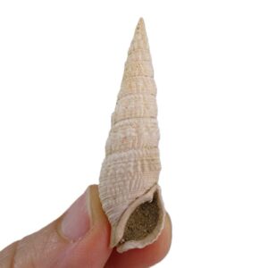 Cerithium (Thericium) vulgatum