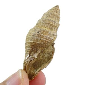 Bathytoma cataphracta
