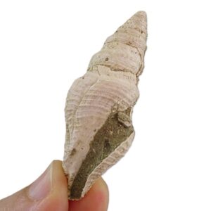 Bathytoma cataphracta