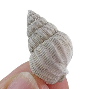 Nassarius (Hinia) reticulatus