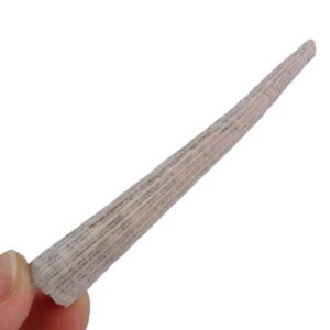 Dentalium sexangulum