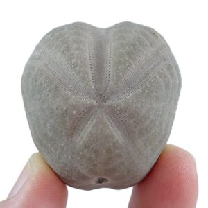 Pliotoxaster paquieiri