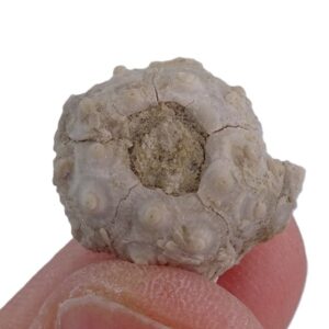 Temnocidaris (Stereocidaris) figueirensis
