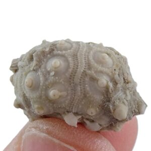 Temnocidaris (Stereocidaris) figueirensis