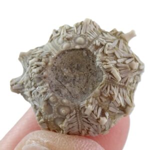 Temnocidaris (Stereocidaris) figueirensis