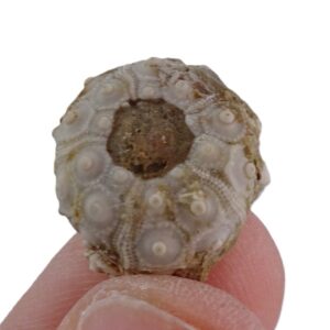 Temnocidaris (Stereocidaris) figueirensis