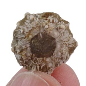 Temnocidaris (Stereocidaris) figueirensis