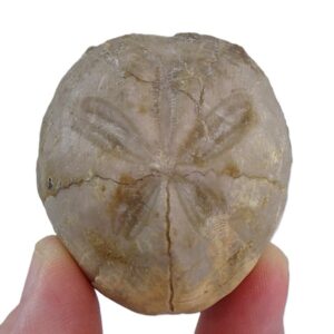 Epiaster restrictus