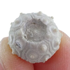 Temnocidaris (Stereocidaris) figueirensis