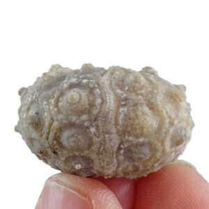Temnocidaris (Hirudocidaris) sp.