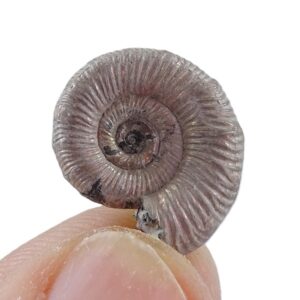 Binatisphinctes mosquensis