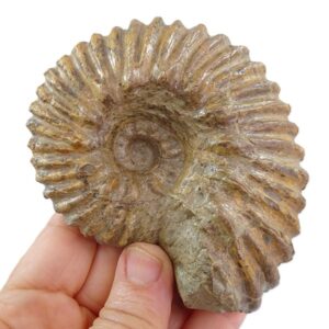 Hoplites dentatus