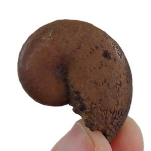 Phylloceras heterophyllum