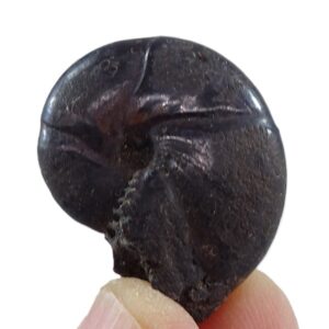 Calliphylloceras nilssoni