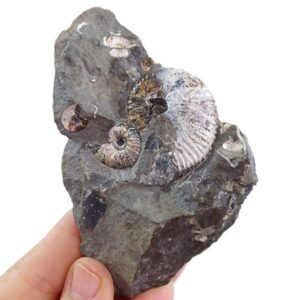 Rhaeboceras sp. y Ponteixites sp.