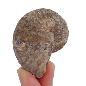 Discoscaphites conradi