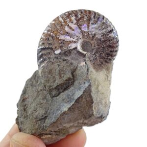 Acanthoscaphites sp.