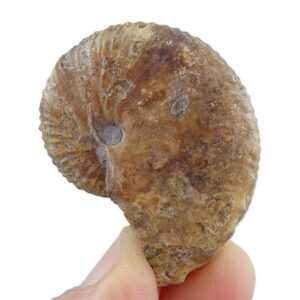 Discoscaphites sp.
