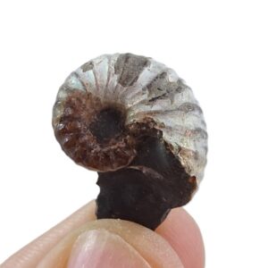 Rhaeboceras subglobosum