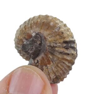 Discoscaphites conradi