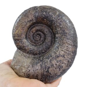Lytoceras fimbriatum
