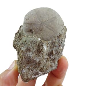 Pygorhynchus obovatus  VENDIDO