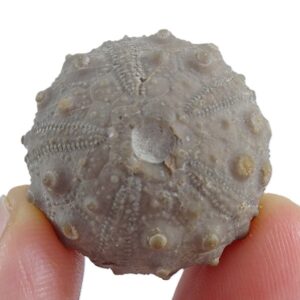 Gymnocidaris pseudo-hemicidaris  VENDIDO