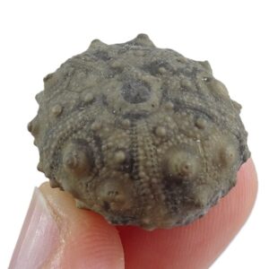 Gymnocidaris pseudo-hemicidaris VENDIDO