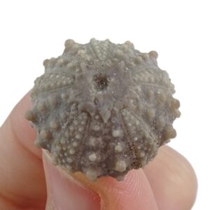 Goniopygus delphinensis  VENDIDO