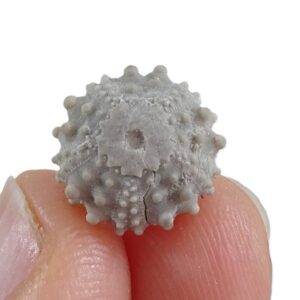 Goniopygus delphinensis