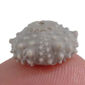 Goniopygus delphinensis