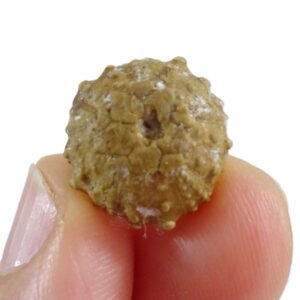 Goniopygus peltatus