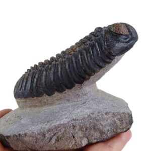 Drotops megalomanicus subornatus