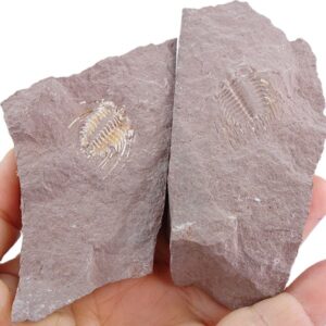 Kettneraspis sp.