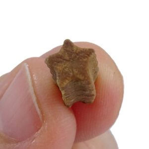 Isocrinus scalaris