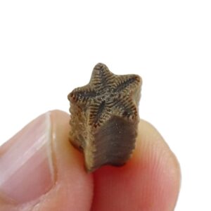 Isocrinus scalaris