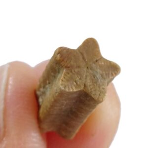 Isocrinus scalaris