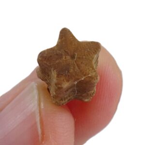 Isocrinus scalaris