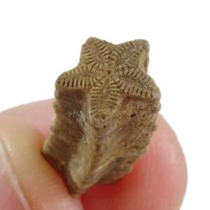 Isocrinus scalaris