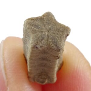 Isocrinus scalaris
