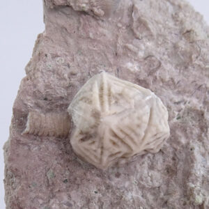Echinoencrinus senkenbergi