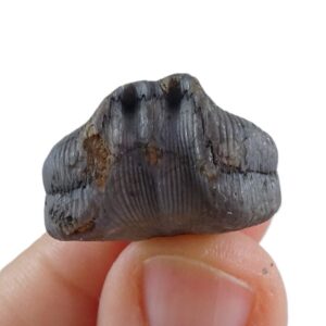 Cuninulus leonensis