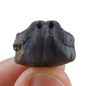 Cuninulus leonensis
