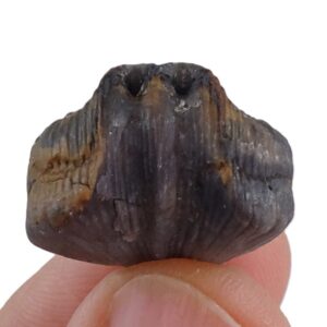 Cuninulus leonensis