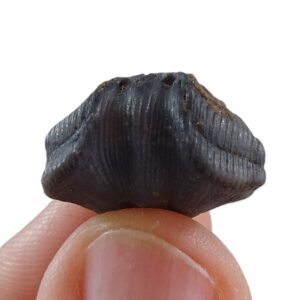 Cuninulus leonensis